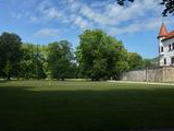 Platan javorolistý v parku