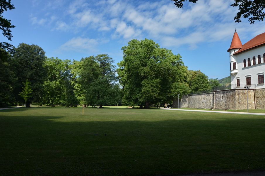 Platan javorolistý v parku