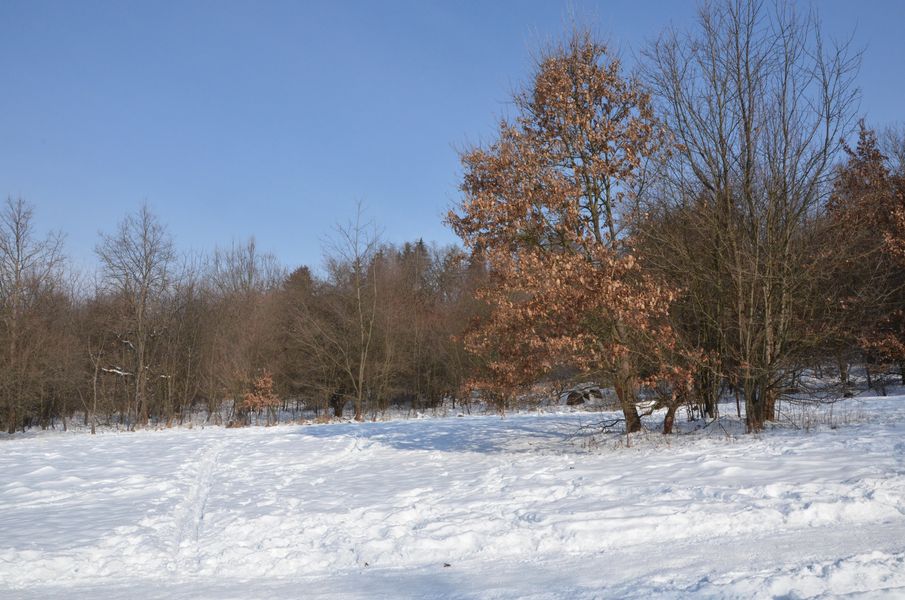 Lesopark Chrasť v zime
