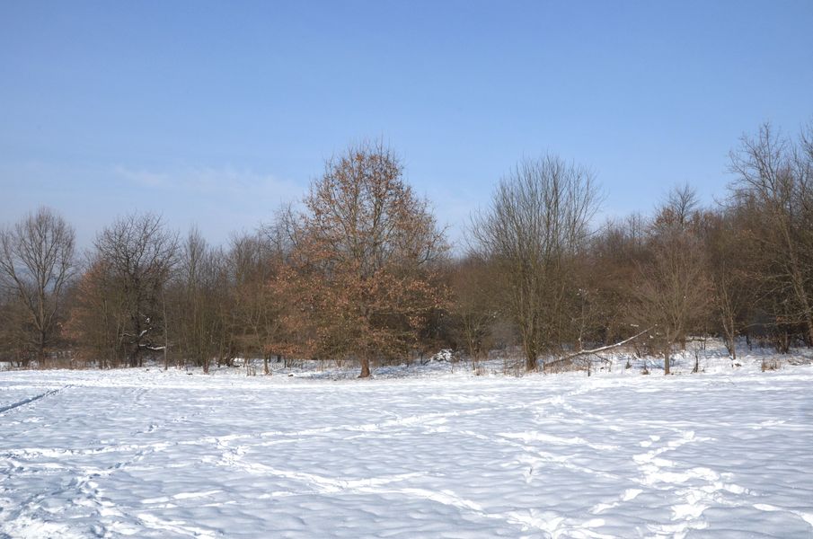 Lesopark Chrasť v zime