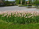Tulipány na Kálove