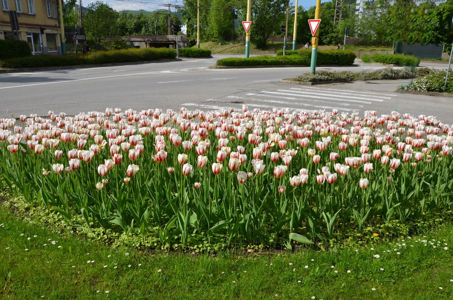 Tulipány na Kálove