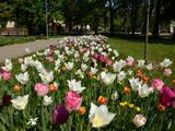 Kvety v Parku Andreja Barčíka