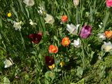 Kvety v Parku Andreja Barčíka 