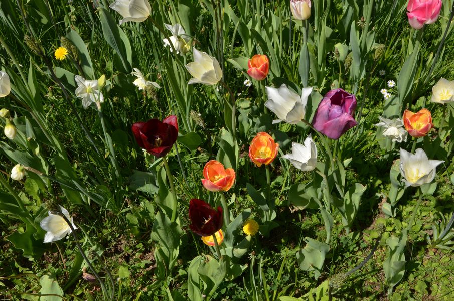 Kvety v Parku Andreja Barčíka 