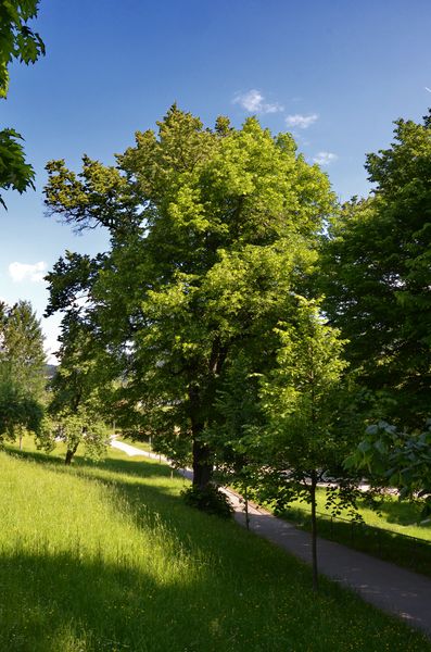 Park Jozefa Červinku