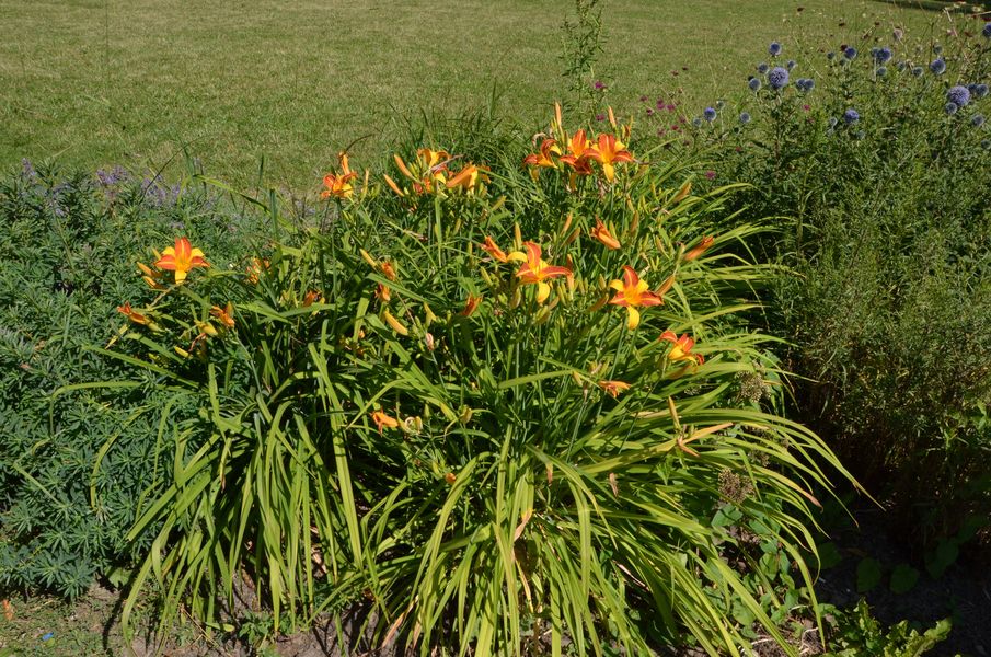 Kvety v Parku Ľudovíta Štúra