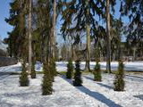 Park v zime
