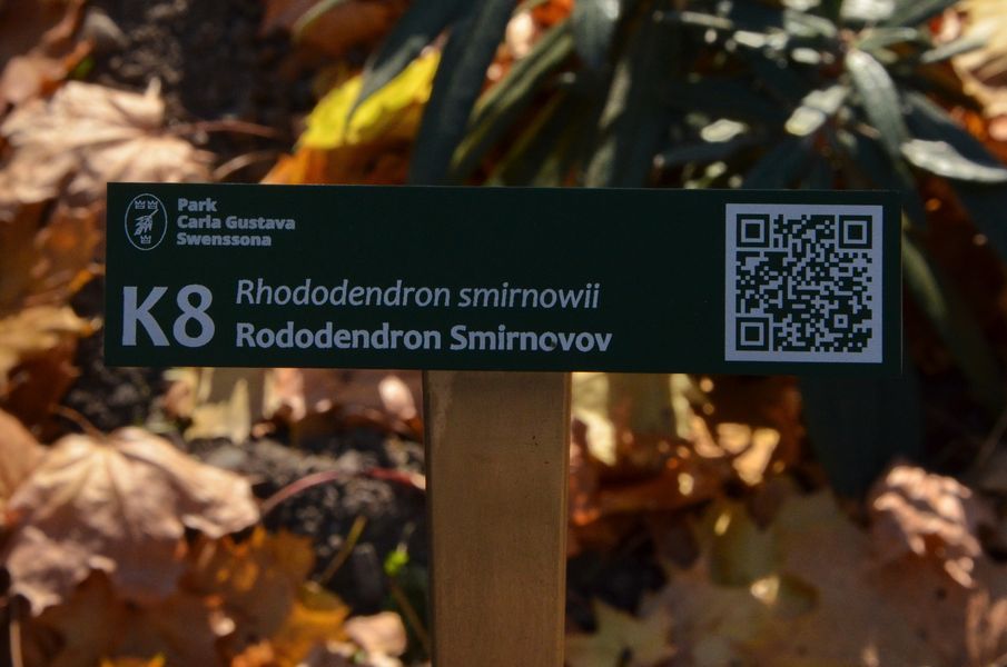 K8 Rododendrom Smirnovov