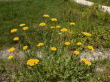 Kvety v Parku svätého Juraja