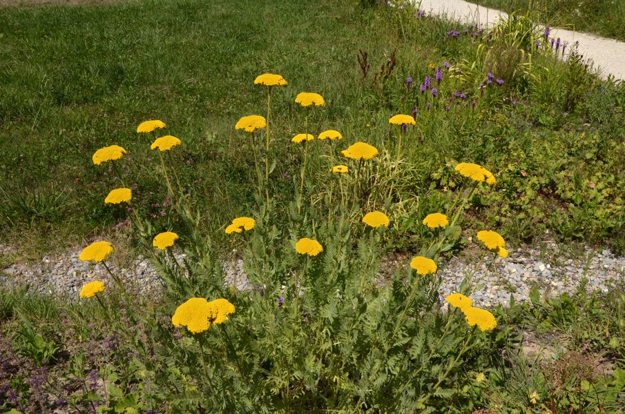 Kvety v Parku svätého Juraja