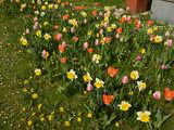Kvety v Sade SNP