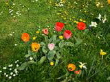 Kvety v Sade na Studničkách