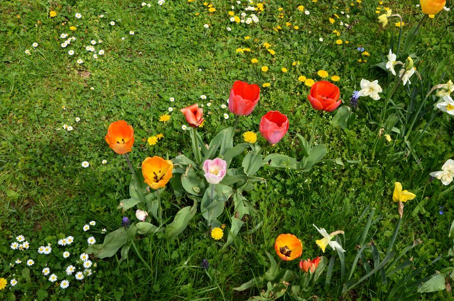 Kvety v Sade na Studničkách