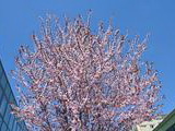 Čerešňa pilkatá – sakura