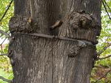 Najstarší strom v Žiline