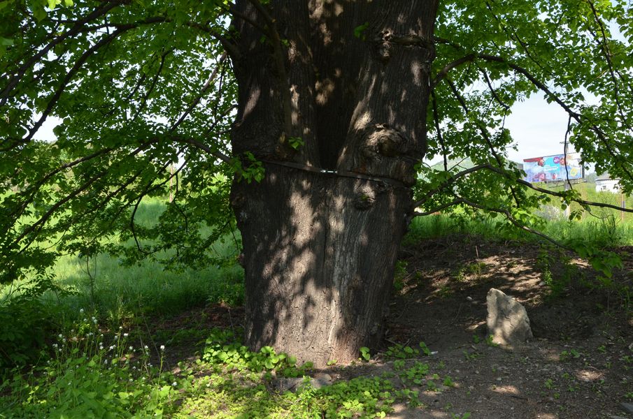 Najstarší strom v Žiline