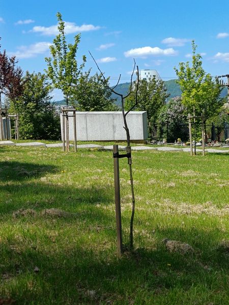 Pamätný Strom pokoja 