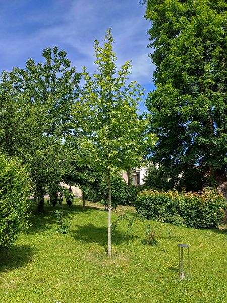 Strom pokoja – platan východný 