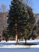 Výrub stromov na Bajzovej ulici
