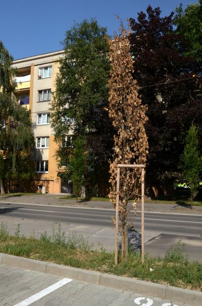 Komenského ulica
