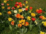 Kvety v Parku Ľudovíta Štúra