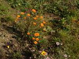 Kvetinová lúka na Solinkách 