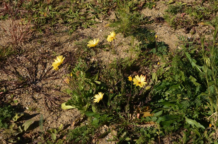 Kvetinová lúka na Solinkách 