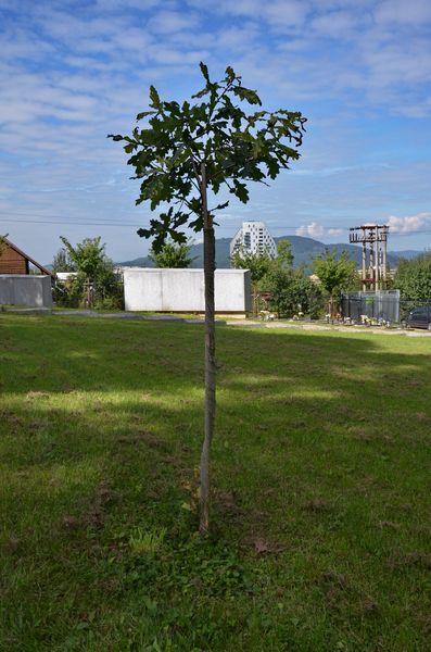 Pamätný Strom pokoja v Žiline