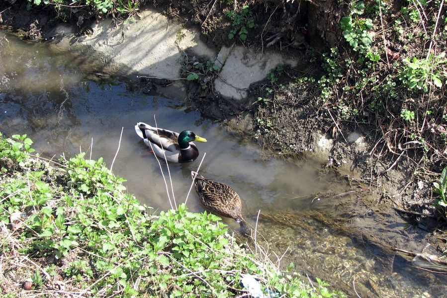 Kačica divá v potoku Všivák