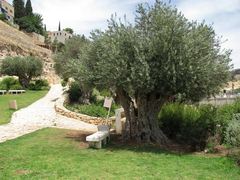 Olivovník – Olive – זית אירופי