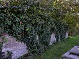 Betónový múr na cintoríne